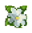 Jasmine icon