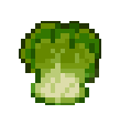 Napa Cabbage icon